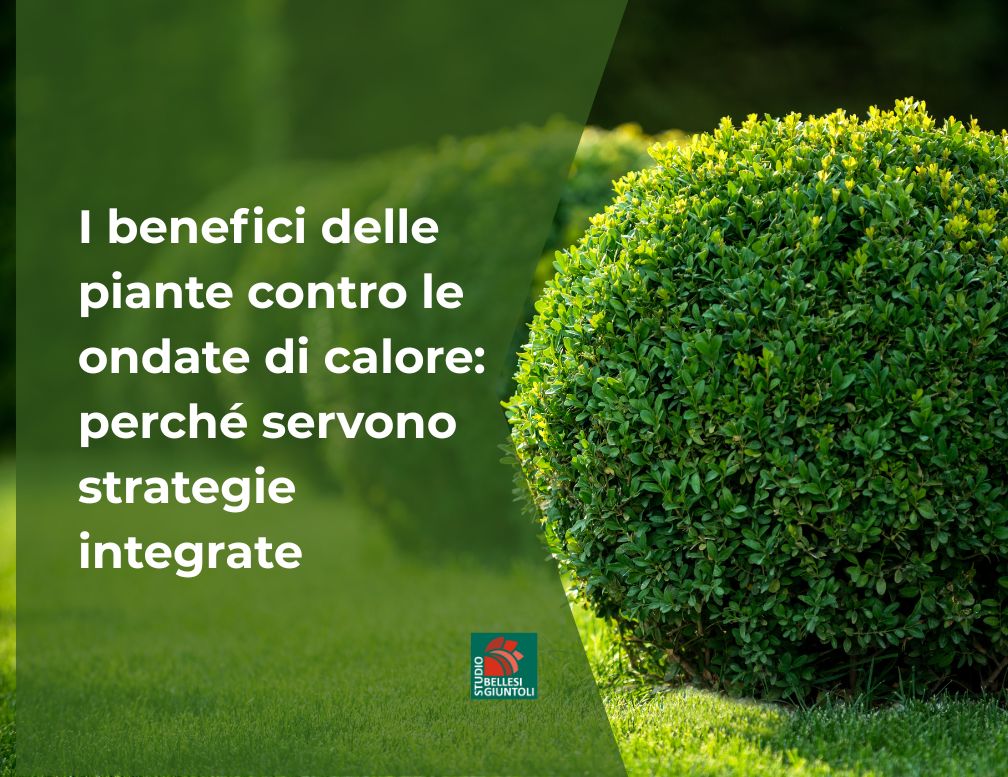 Benefici delle piante contro il caldo urbano Studio Bellesi Giuntoli