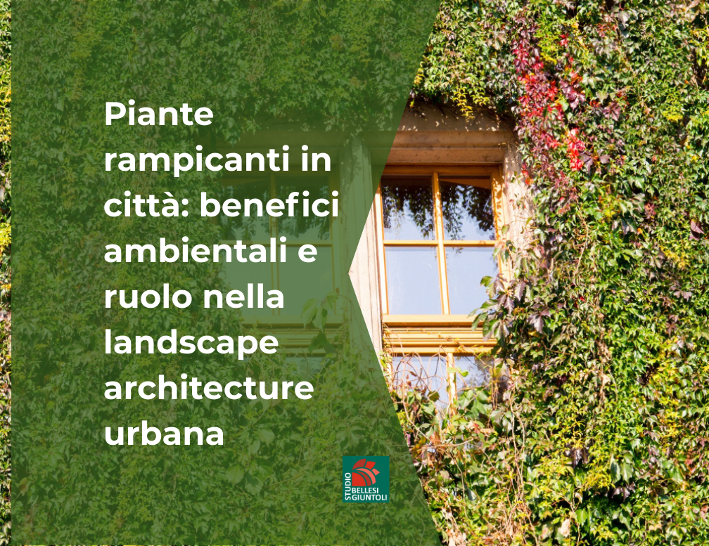 Piante rampicanti in citt&agrave; benefici nella progettazione urbana